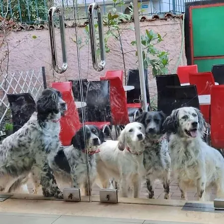 Friendly Dogs House *
